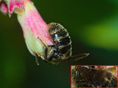 Lasioglossum sp.